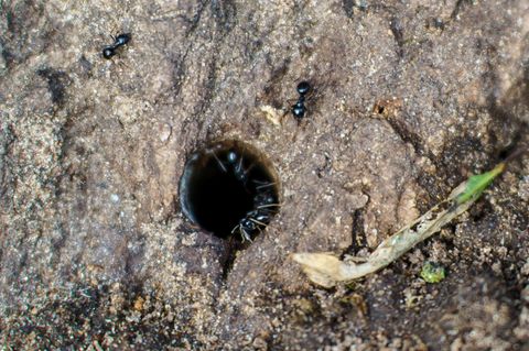 Mithilfe eines Bohrloches wurden in Frankfurt Bäume vergiftet. (Symbolbild) Foto: Andreas Arnold/dpa