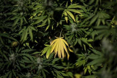 Cannabispflanzen