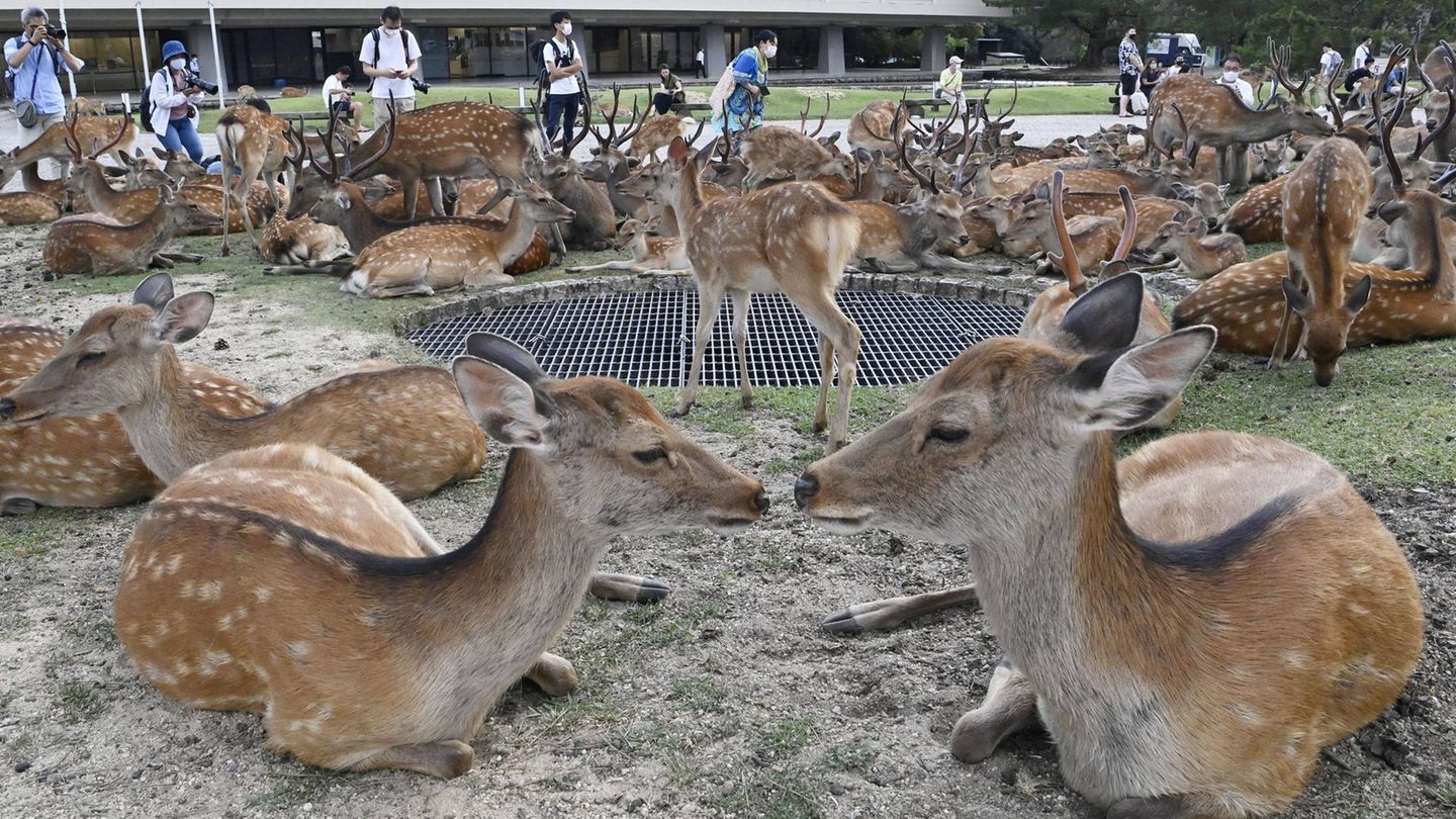 Wildtiere Sika-Hirsche in einem Park