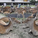 Wildtiere Sika-Hirsche in einem Park