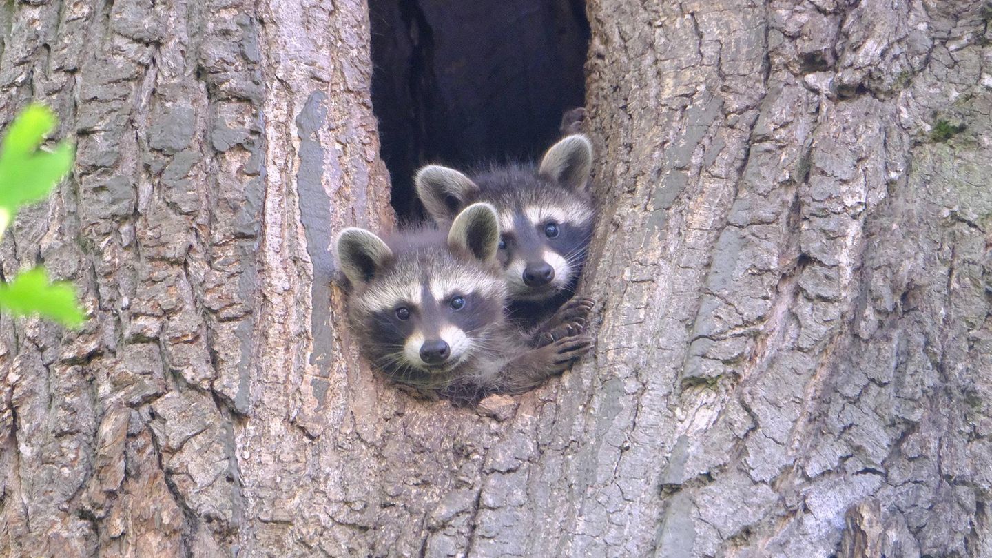 Wildtiere Waschbären