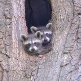 Wildtiere Waschbären