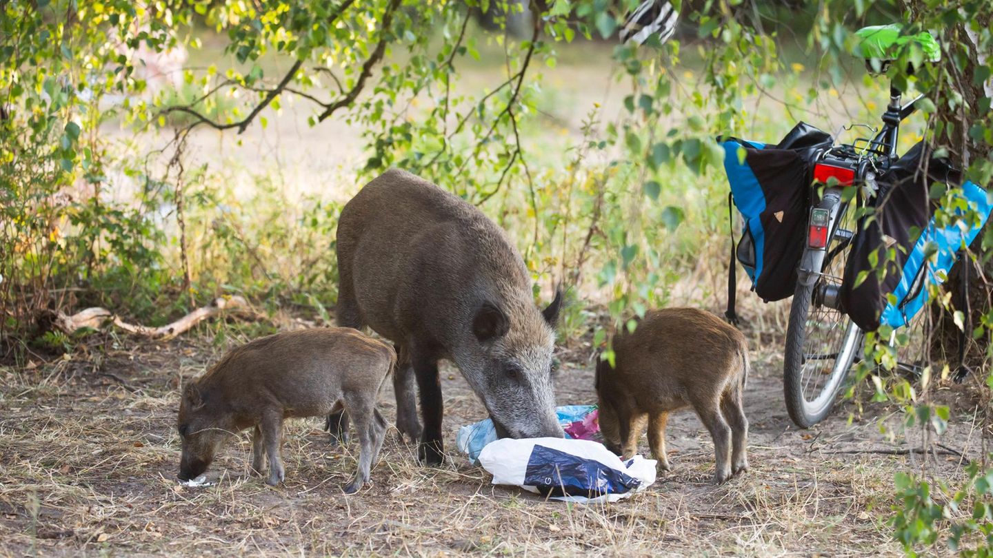Wildtiere Wildschweine
