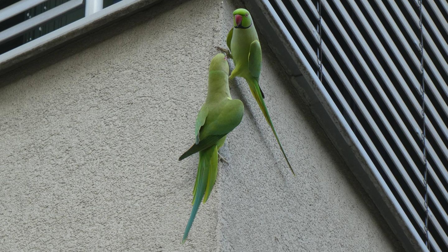 Wildtiere zwei Halsbandsittiche an einer Hauswand
