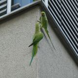 Wildtiere zwei Halsbandsittiche an einer Hauswand