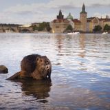 Wildtiere Biber vor der Prager Burg