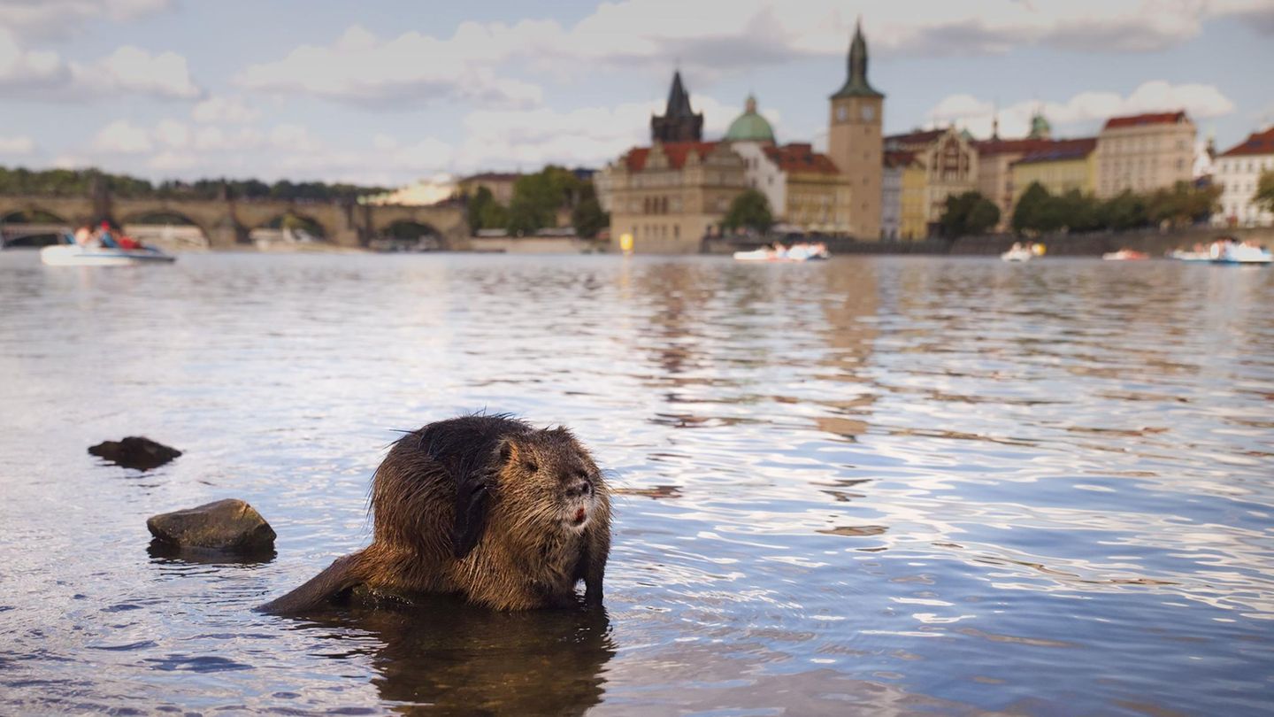 Wildtiere Nutria vor der Prager Burg