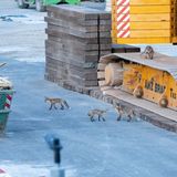 Wildtiere Füchse in Berlin auf einer Baustelle