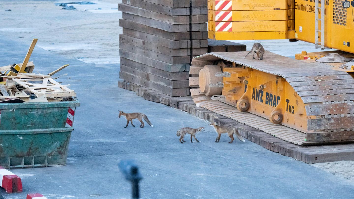 Wildtiere Füchse in Berlin auf einer Baustelle