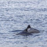 Wildtiere Schweinswale