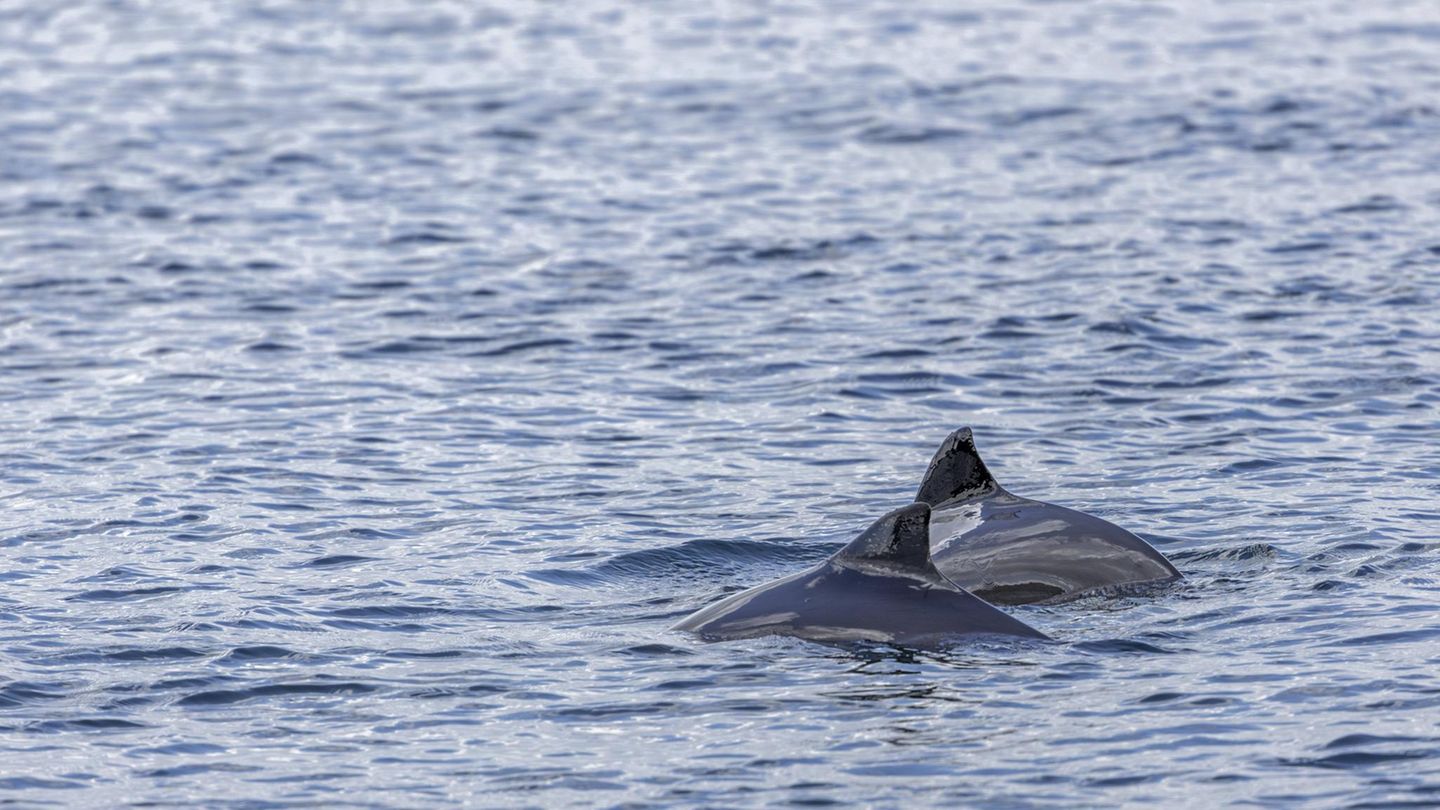 Wildtiere Schweinswale