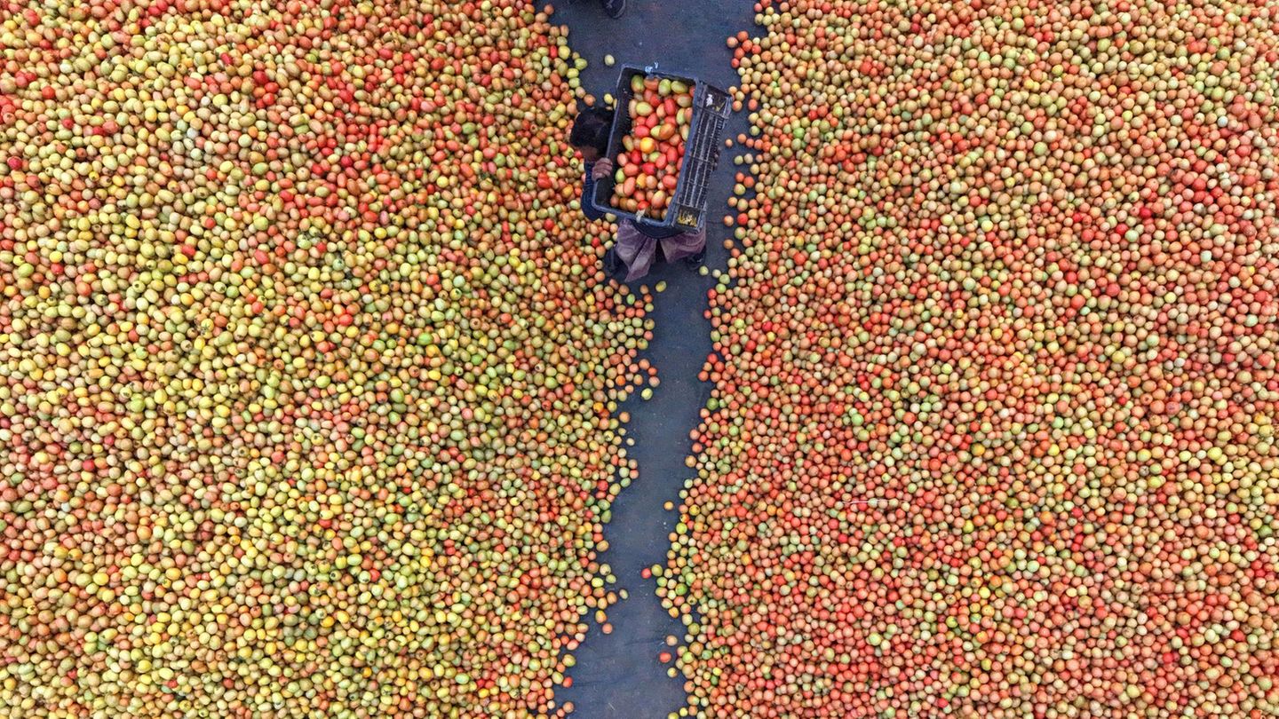Dhunat, Bangladesch. Auf dem Pachthupi-Großmarkt herrscht geschäftiges Treiben. Händler bereiten eine gewaltige Menge frisch geernteter Tomaten für den Vertrieb auf Märkten im ganzen Land vor.
