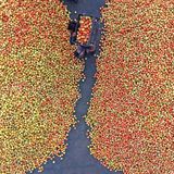 Dhunat, Bangladesch. Auf dem Pachthupi-Großmarkt herrscht geschäftiges Treiben. Händler bereiten eine gewaltige Menge frisch geernteter Tomaten für den Vertrieb auf Märkten im ganzen Land vor.