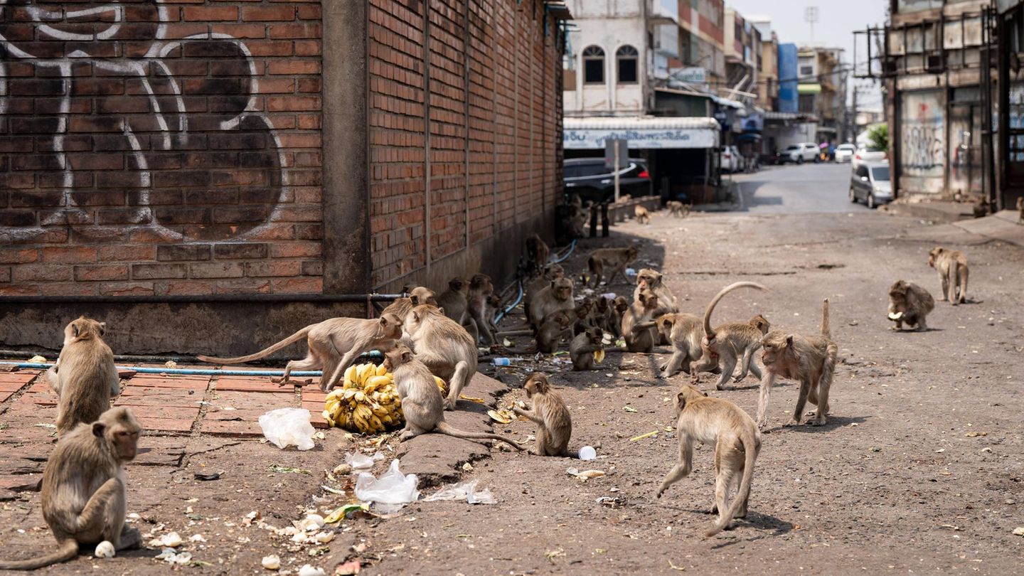 Wildtiere Affen Bangkok