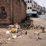 Wildtiere Affen Bangkok