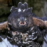 Wildtiere Kronenadler droht