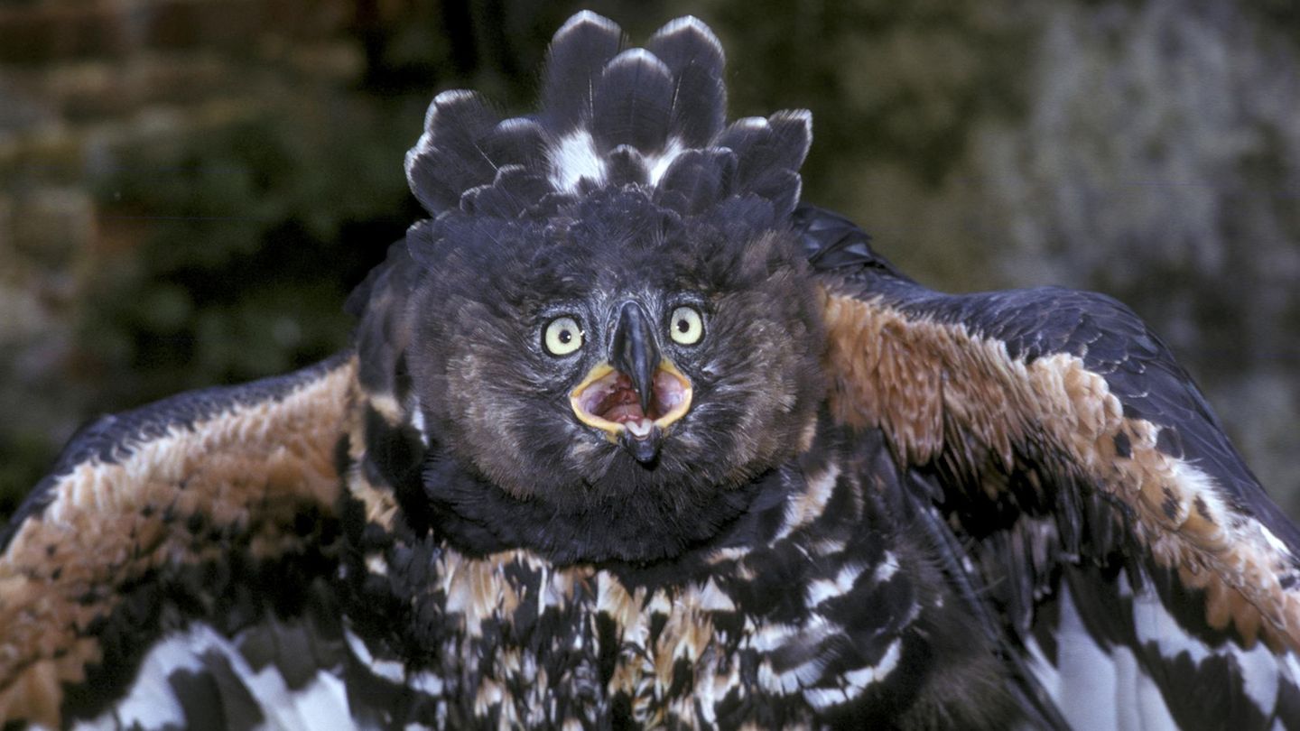 Wildtiere Kronenadler droht