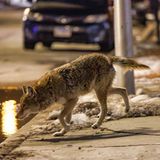 Wilde Tiere Kojote Chicago