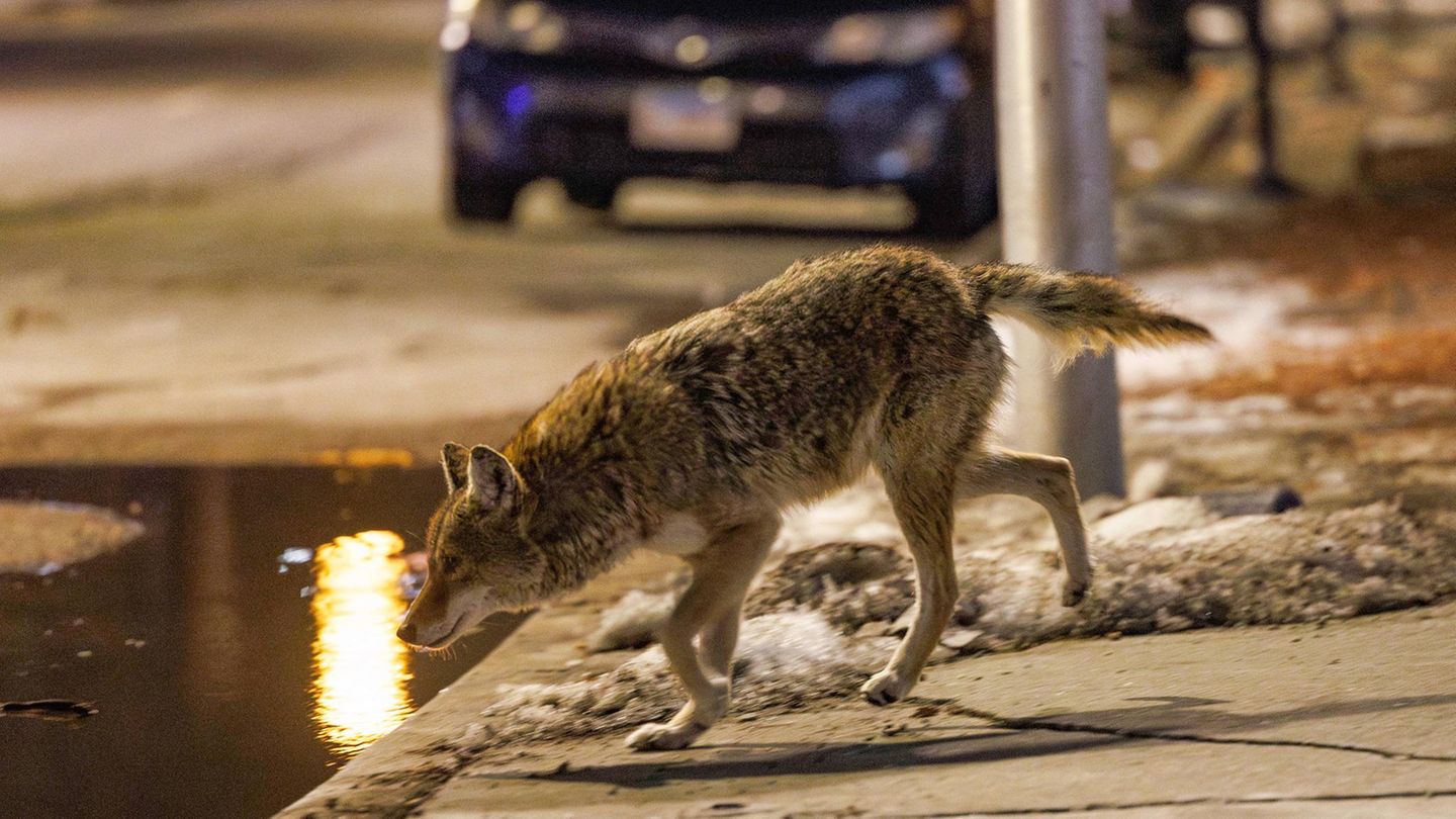 Wilde Tiere Kojote Chicago