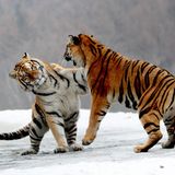 Wildtiere Sibirische Tiger