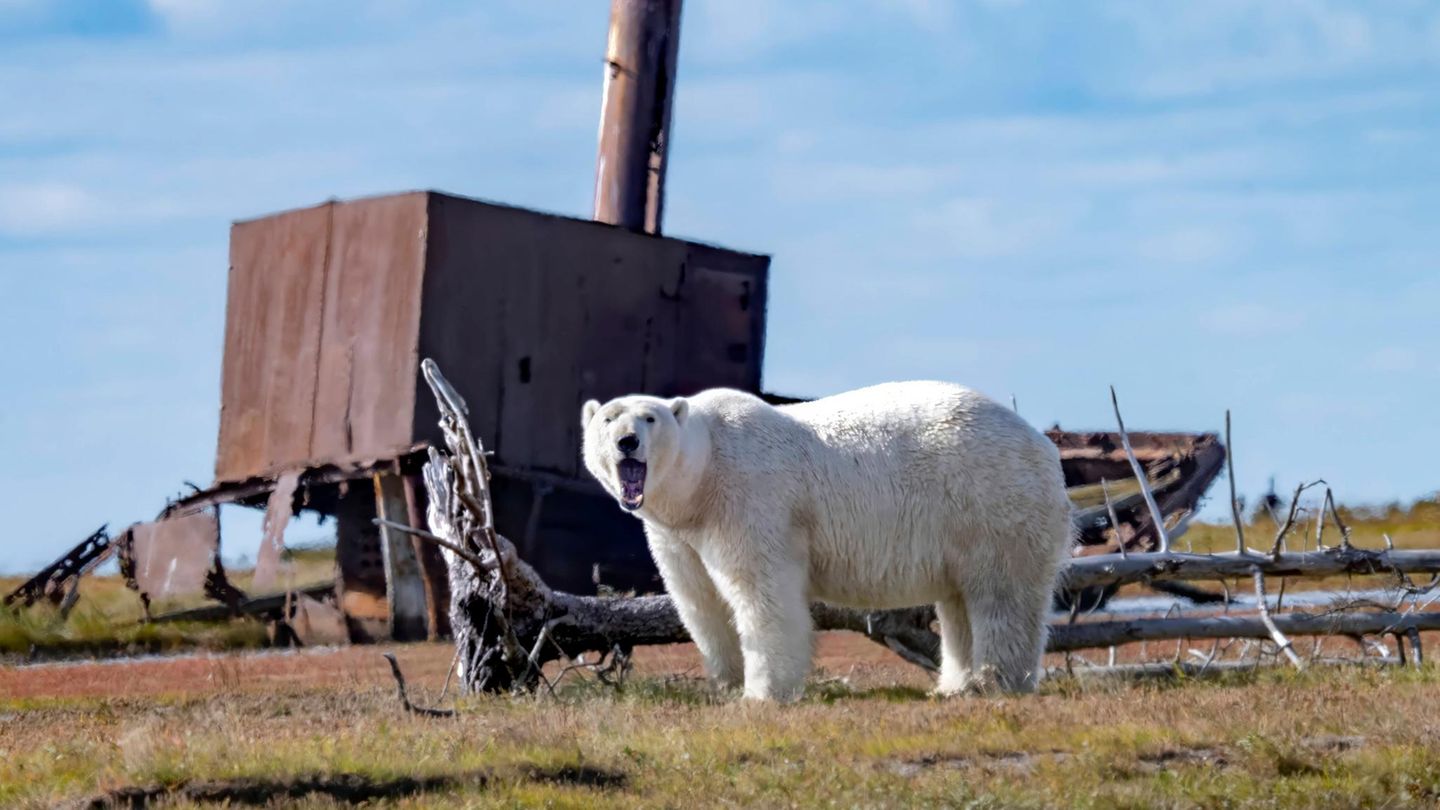 Wildtiere Eisbär vor Gebäude