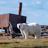 Wildtiere Eisbär vor Gebäude
