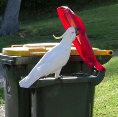 Widtiere Papagei öffnet Mülltonne