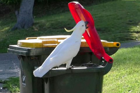Widtiere Papagei öffnet Mülltonne