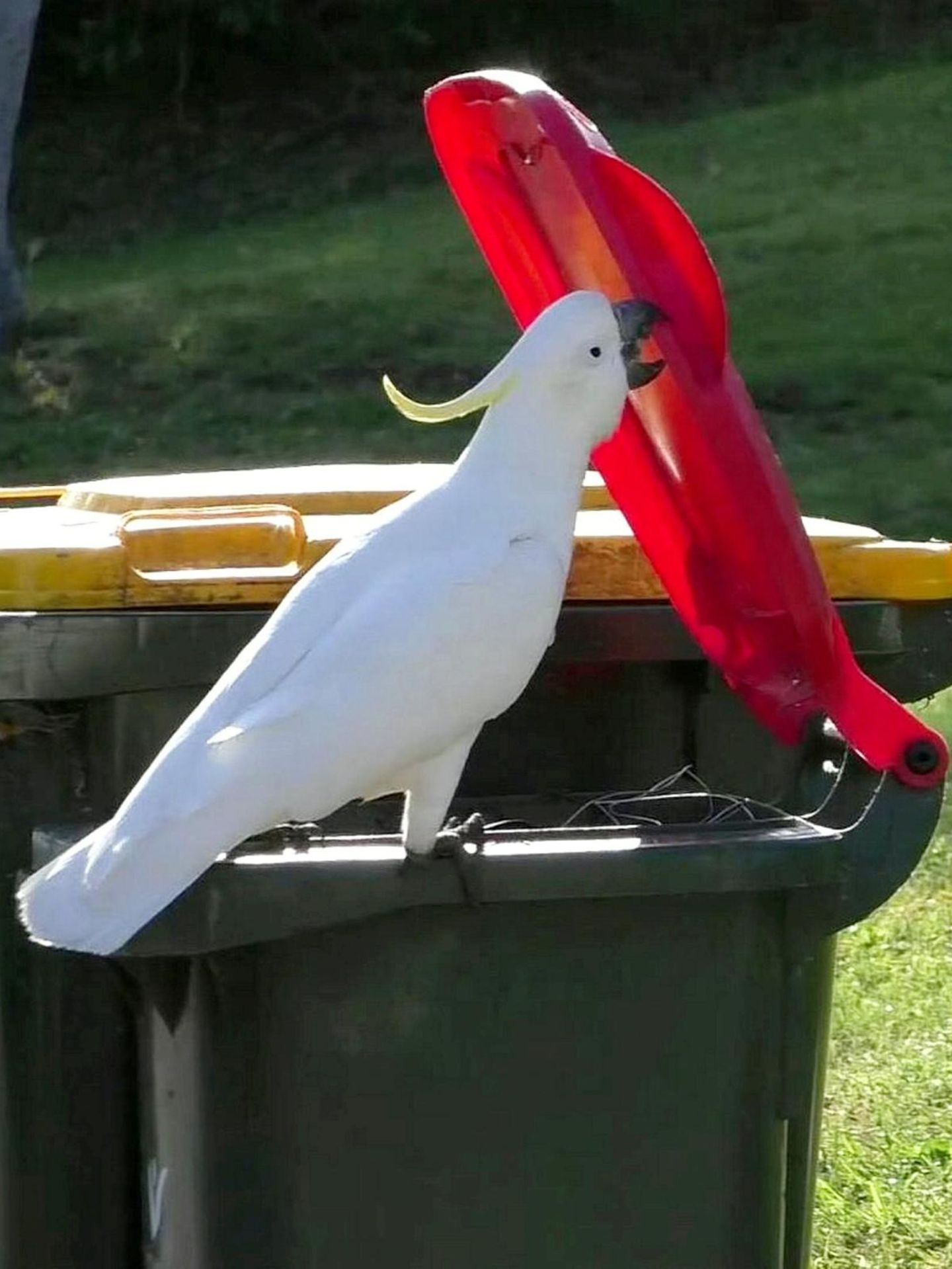 Widtiere Papagei öffnet Mülltonne