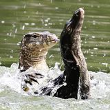 Wildtiere zwei Bindenwarane kämpfen im Wasser