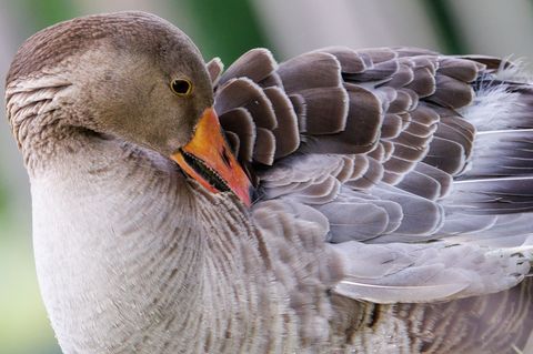 In Regensburg ist unter anderem bei einer Graugans die Vogelgrippe festgestellt worden. (Symbolbild) Foto: Daniel Karmann/dpa