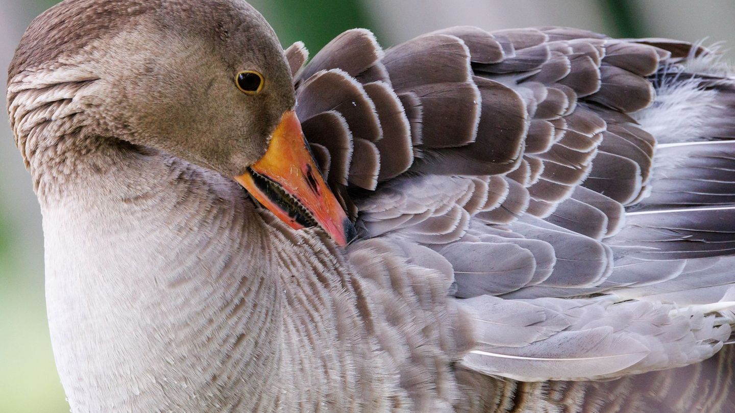In Regensburg ist unter anderem bei einer Graugans die Vogelgrippe festgestellt worden. (Symbolbild) Foto: Daniel Karmann/dpa