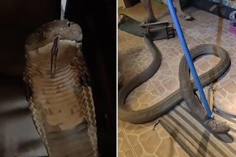 Frau entdeckt riesige Königskobra unter Liege