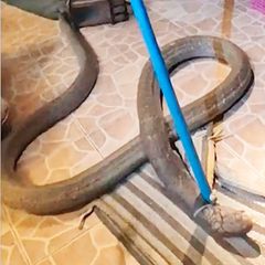 Frau entdeckt riesige Königskobra unter Liege