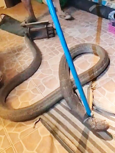 Frau entdeckt riesige Königskobra unter Liege