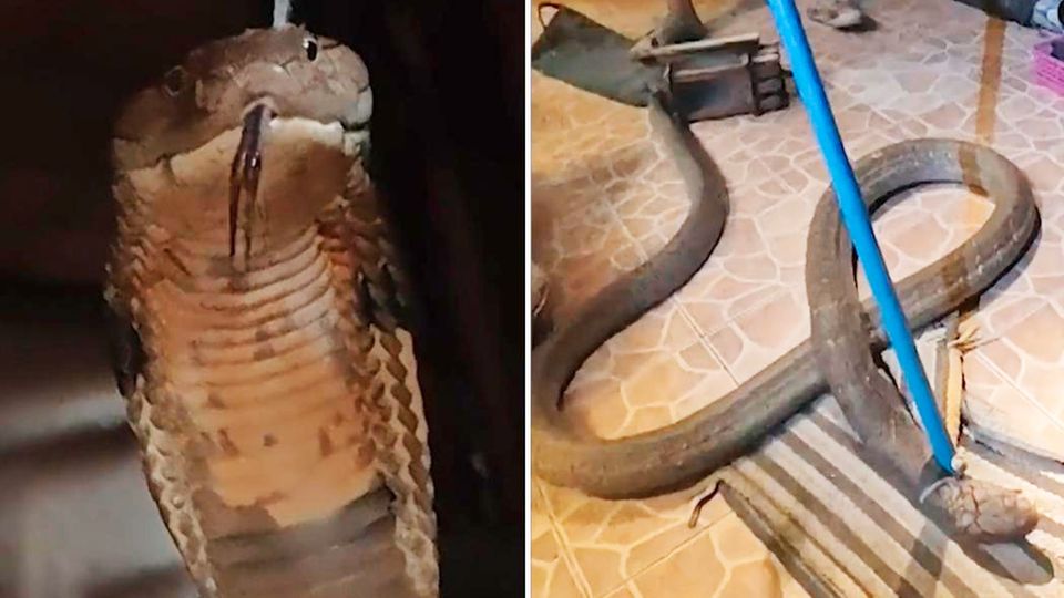 Frau entdeckt riesige Königskobra unter Liege