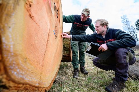 Im Frühjahr versteigern die Landesforsten wertvolle Bäume. (Archivbild) Foto: Philipp Schulze/dpa