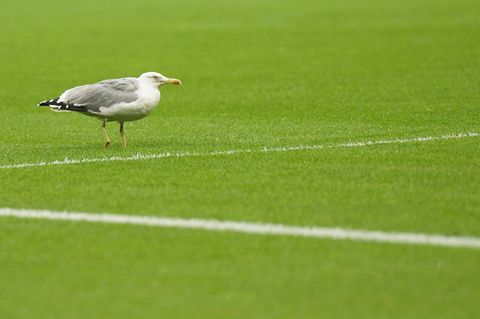 Eine Möwe stürzte bei einem Fußballspiel in der Türkei aufs Feld (Symbolbild)