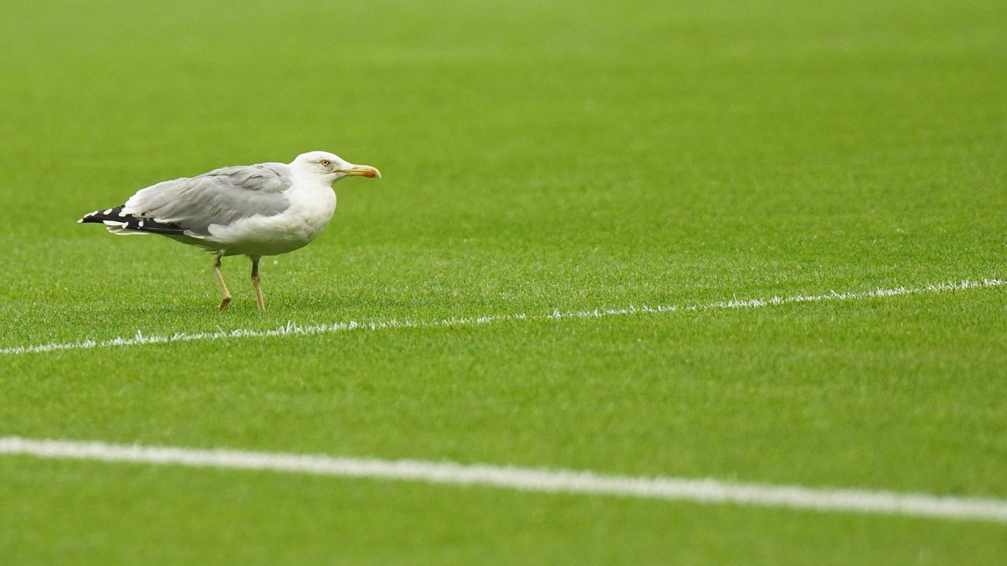 Türkei: Fußballer reanimiert abgeschossene Möwe
