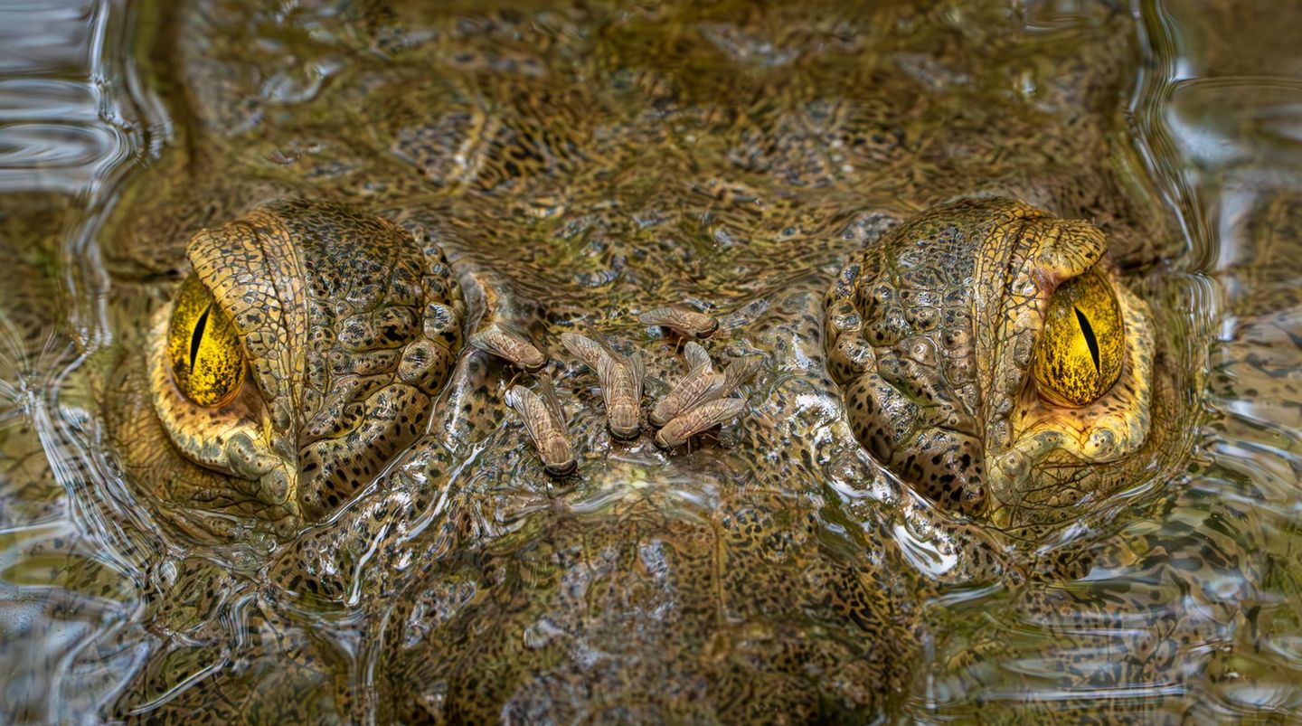 Direkten Blickkontakt mit dem Fotografen pflegt dieses Spitzkrokodil, während es stoisch die Stechfliegen auf seinem Kopf zu ertragen scheint. Eine gesunde Portion Selbstvertrauen brauchte der Fotograf und Biologe Zeke Rowe nicht nur bei der Aufnahme des Fotos, sondern auch, um seine Werke bei Wettbewerben einzureichen. Lange habe ihm dazu der Mut gefehlt, verrät der Gesamtsieger des Fotowettbewerbs „Capturing Ecology 2025“.  Gesamtsieger „Capturing Ecology 2025“: Zeke Rowe, „Wouldn’t Hurt a Fly“