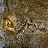 Direkten Blickkontakt mit dem Fotografen pflegt dieses Spitzkrokodil, während es stoisch die Stechfliegen auf seinem Kopf zu ertragen scheint. Eine gesunde Portion Selbstvertrauen brauchte der Fotograf und Biologe Zeke Rowe nicht nur bei der Aufnahme des Fotos, sondern auch, um seine Werke bei Wettbewerben einzureichen. Lange habe ihm dazu der Mut gefehlt, verrät der Gesamtsieger des Fotowettbewerbs „Capturing Ecology 2025“.  Gesamtsieger „Capturing Ecology 2025“: Zeke Rowe, „Wouldn’t Hurt a Fly“