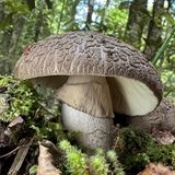 Smartphone-Fotografie ermögliche es jedem, flüchtige Naturmomente aufzunehmen und von faszinierenden Ökosystemen zu berichten, so die British Ecology Society. Die Kategorie „Mobile Ökologie“ würdigt deshalb besonders gelungene Aufnahmen, wie die des in Neuseeland endemischen Pilzes Amanita nothofagi, der eine enge Symbiose mit den Wurzeln von Südbuchen, Manuka- oder Kanuka-Bäumen eingeht.  Sieger der Kategorie „Mobile Ökologie“: Hui Syn Chan, „Amanita nothofagi“