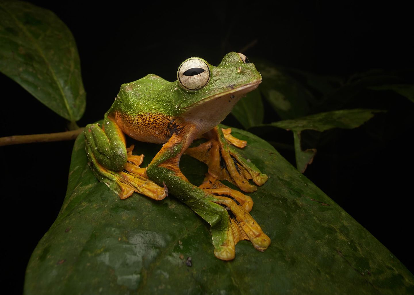 In der Nähe der malaysischen Hauptstadt Kuala Lumpur fotografierte Jamal Kabir diesen Wallace-Flugfrosch, als mehrere Individuen aus dem Krondach des Regenwaldes herabstiegen, um sich in einer Regenpfütze fortzupflanzen. Die Tiere sind hervorragend an das Leben im Wald angepasst und nutzen ihre Schwimmhäute, um zwischen den Kronen der Bäume zu gleiten.  Sieger in der Kategorie „Tiere“: Jamal Kabir, „Wallace’s Flying Frog“