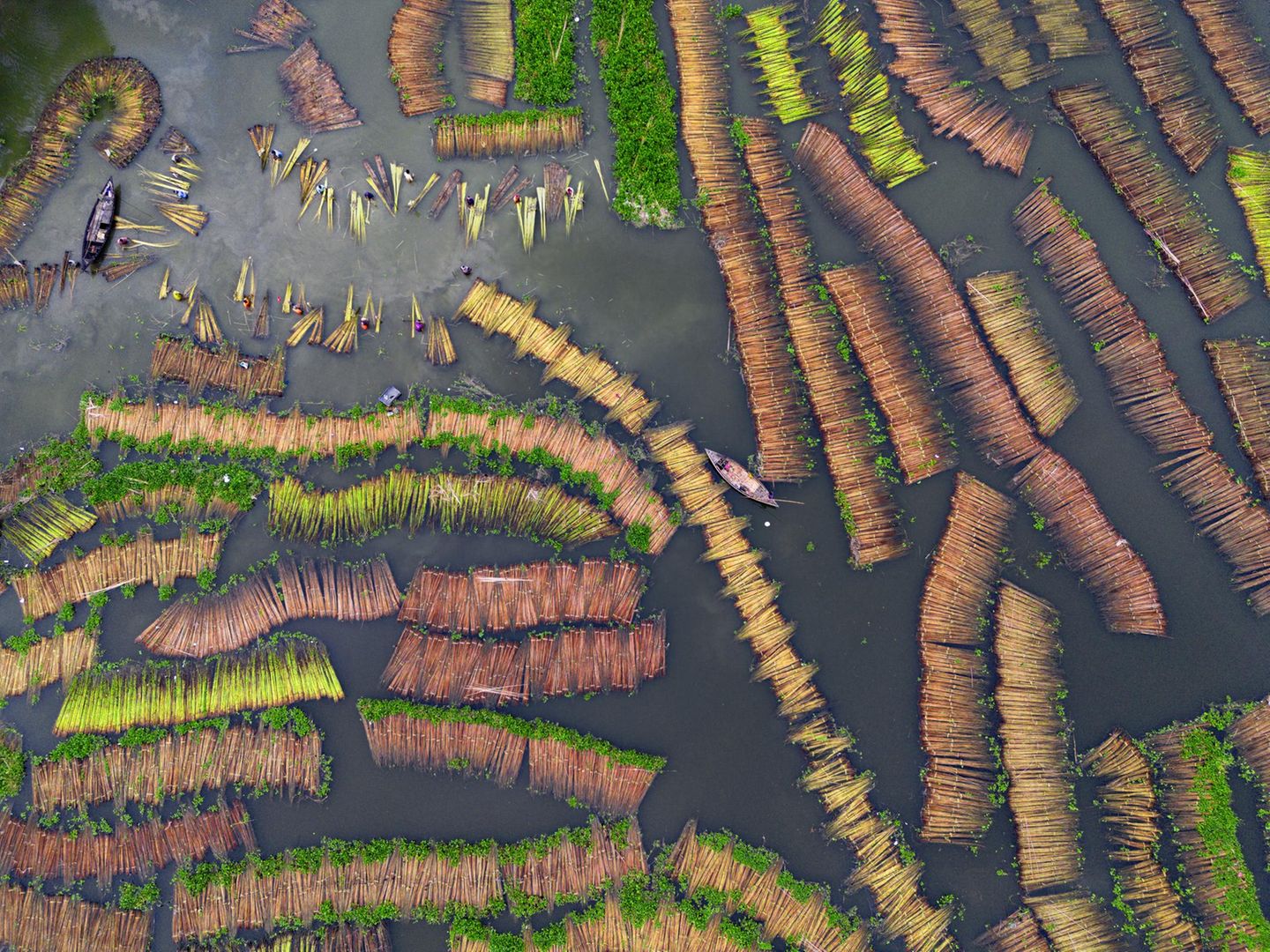 In Natore, Bangladesch, treiben Tausende Jutestangen im Wasser und bilden ein faszinierendes Muster. Landwirte weichen die Jute im Wasser ein, um die Fasern von den Pflanzenstängeln zu trennen. Sie werden für diverse Textilien verwendet, etwa Garne, Teppiche oder Vorhänge.  Sieger der Kategorie „Natur, Nahrung und Landwirtschaft“: Joy Saha, „Jute Processing“