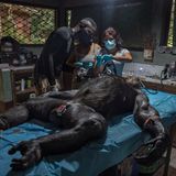 Ein Team von Technikern und Tierärztinnen untersucht einen Schimpansen, der sich nach seiner Rettung aus dem illegalen Tierhandel in einer langen Rehabilitationsphase im Sanaga-Young-Schutzgebiet in Kamerun befindet. Immer wieder haben die Fachleute von der Pan African Sanctuary Alliance mit den Folgen von Wilderei und Schmuggel zu tun.  Sieger der Kategorie „Ökologen in Aktion“: Roberto García-Roa, „Ready for Everything“