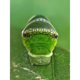 Die Raupe des Gemeinen Mormonenfalters (Papilio polytes) nutzt eine bemerkenswerte Schlangen-Mimikry, um Fressfeinde abzuschrecken. Sie imitiert einen Schlangenkopf, indem sie augenähnliche Zeichnungen und einen geschwollenen Brustabschnitt ausbildet.   Sieger der Kategorie „Wahl der Ökologen“: Sritam Kumar Sethy, „The False Eye“