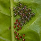 In einer besonders verletzlichen Entwicklungsphase befinden sich diese frisch geschlüpften Nymphen der Blattrandwanze (Acanthocoris scaber), die sich neben ihren bernsteinfarbenen Eihüllen versammeln. Eng beieinander liegend verringern sie das Risiko, gefressen zu werden.  Sieger der Kategorie „Nahaufnahme“: Sritam Kumar Sethy, „Emerging Life“