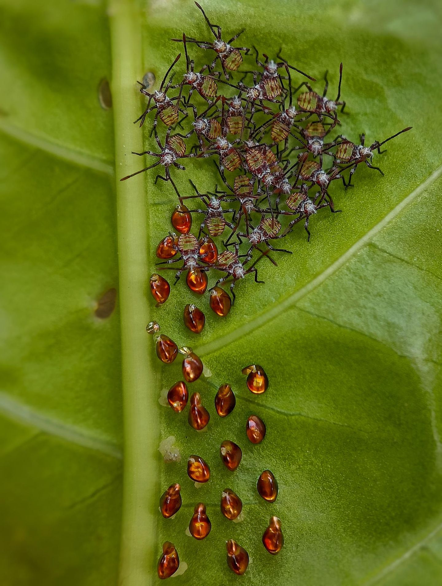 In einer besonders verletzlichen Entwicklungsphase befinden sich diese frisch geschlüpften Nymphen der Blattrandwanze (Acanthocoris scaber), die sich neben ihren bernsteinfarbenen Eihüllen versammeln. Eng beieinander liegend verringern sie das Risiko, gefressen zu werden.  Sieger der Kategorie „Nahaufnahme“: Sritam Kumar Sethy, „Emerging Life“