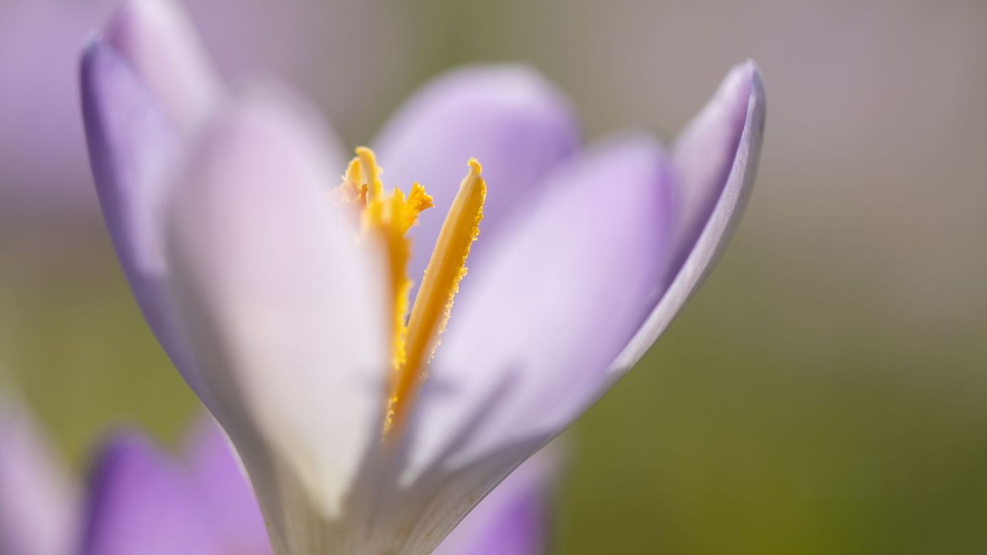 Am Freitag wackelt der Rekord für den wärmsten Februar-Tag. Foto: Sebastian Kahnert/dpa