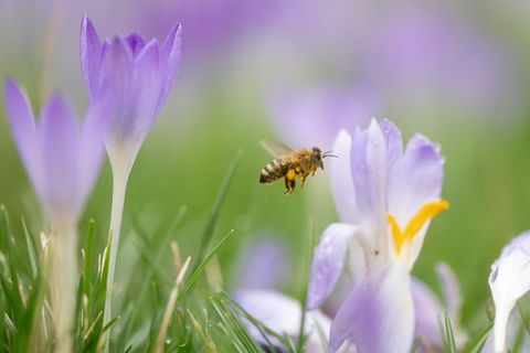 Krokusse, Winterlinge, Schneeglöckchen und Haselnuss bieten Bienen in Sachsen derzeit erste Nahrung. (Archivbild) Foto: Sebastia